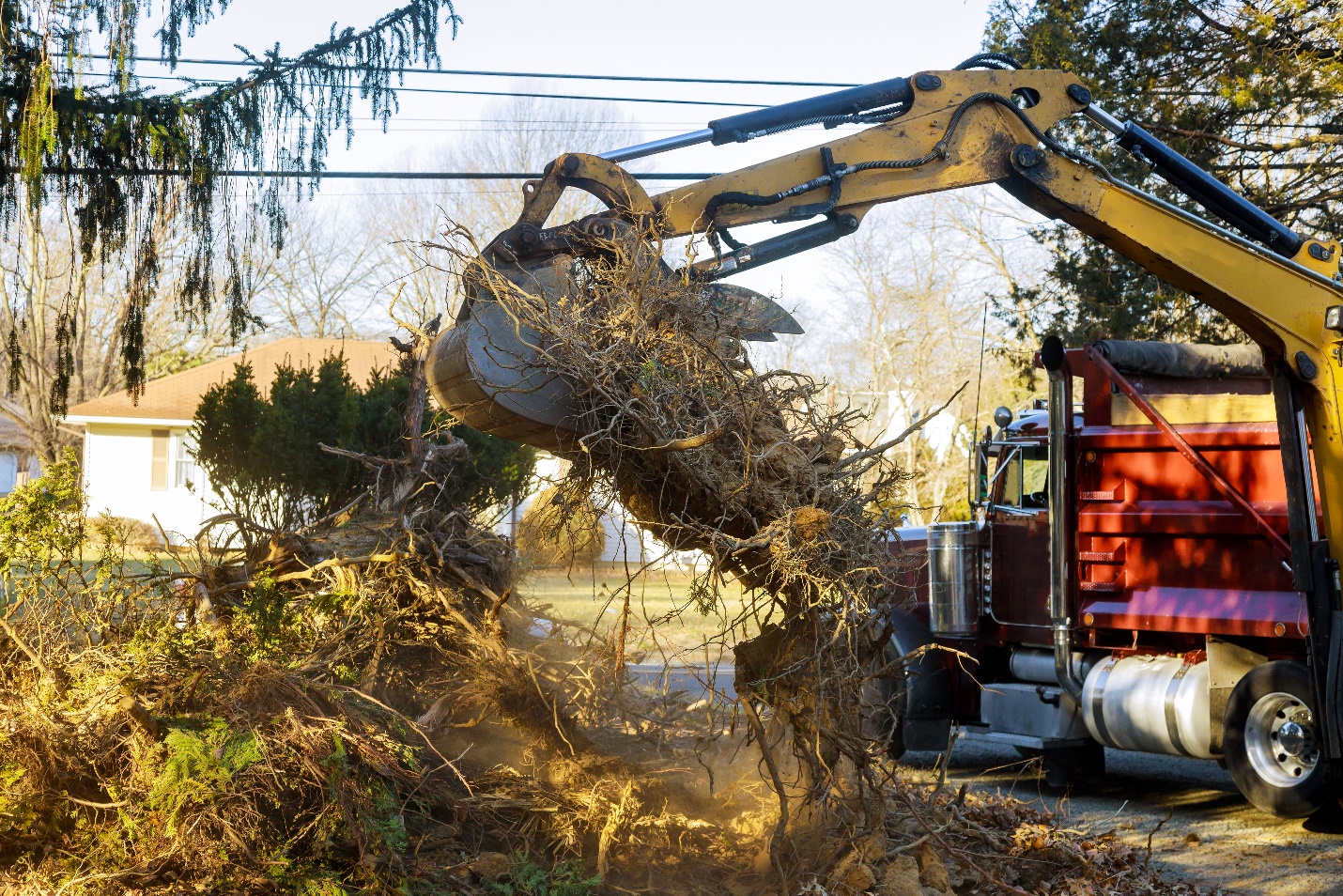 What Should You Expect from Local Tree Trimming Services Regarding Debris Removal?