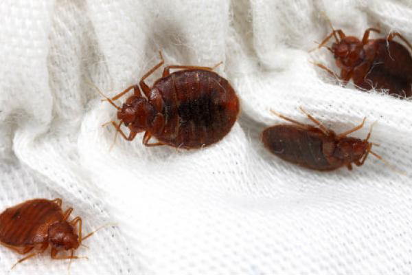 Bed Bugs