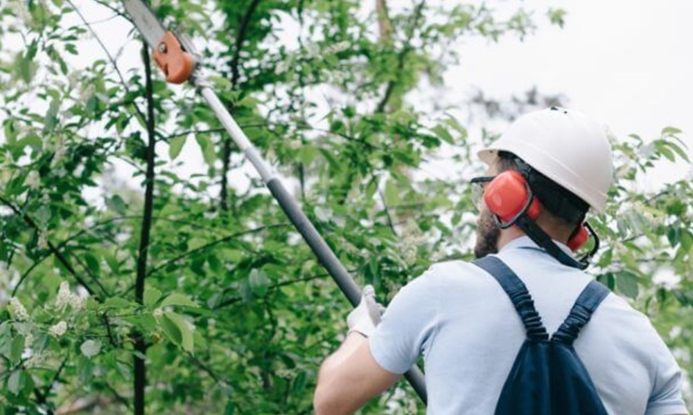 Analyzing the Versatile World of Pole Saws: An Essential Addition to Your Outdoor Toolkit